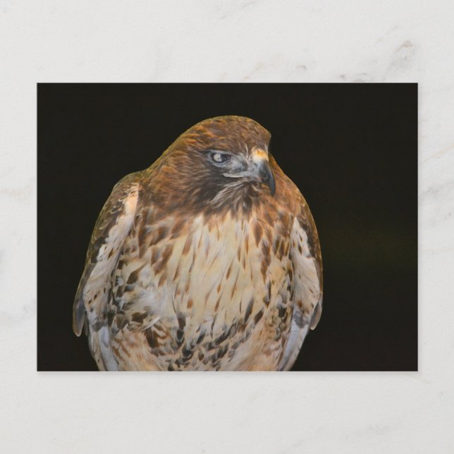 Crafty Hawk Postkarte (Vorderseite)