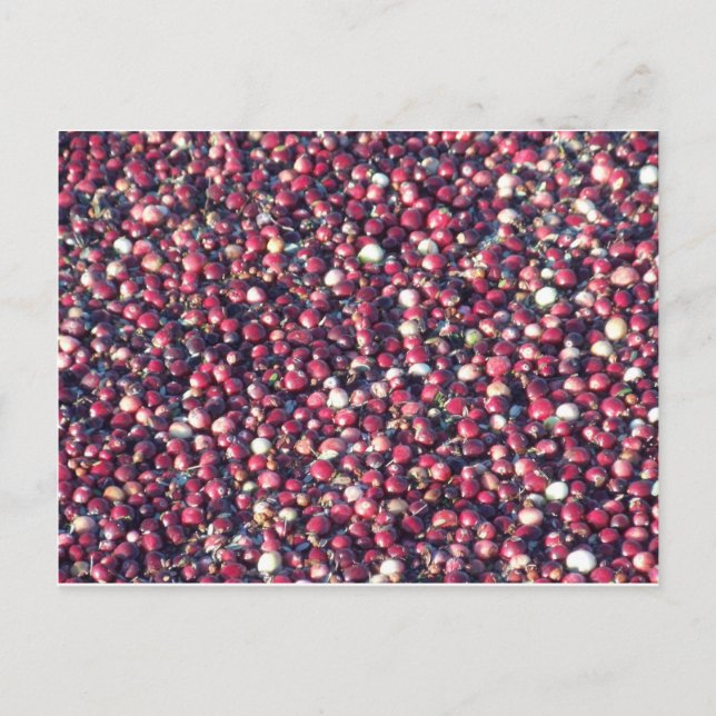 Cranberries Postkarte (Vorderseite)