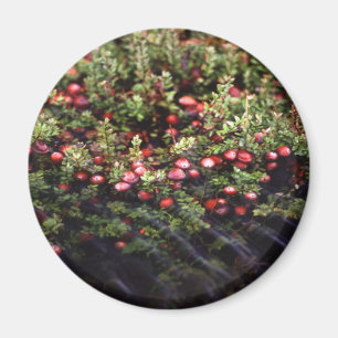 Cranberry Bog Magnet