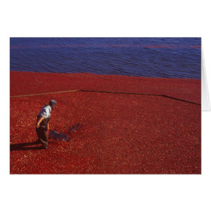 Cranberry-Ernte, Middleboro, MA, USA