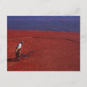 Cranberry-Ernte, Middleboro, MA, USA Postkarte