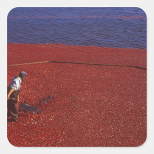 Cranberry-Ernte, Middleboro, MA, USA Quadratischer Aufkleber