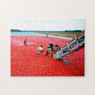Cranberry-Ernte New Jersey.