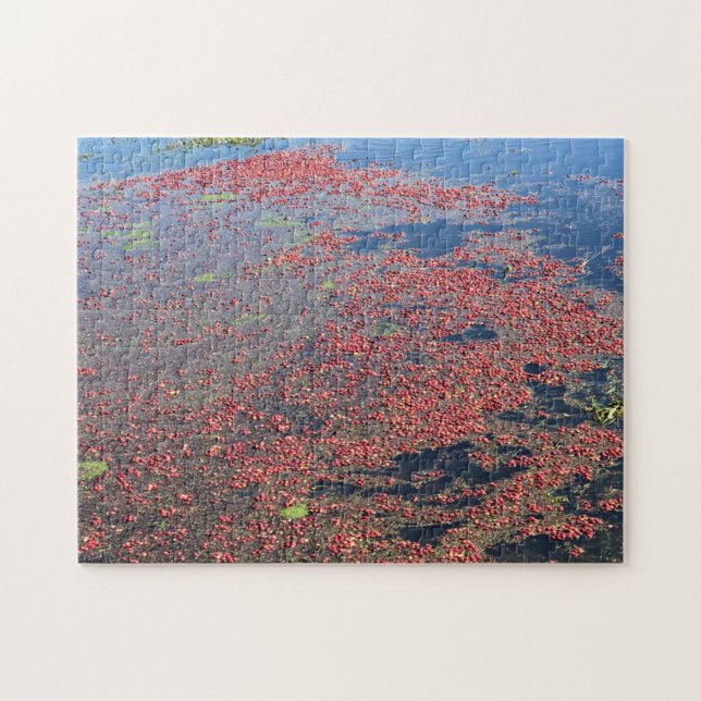Cranberry Farm, Long Beach, Washington (Horizontal)