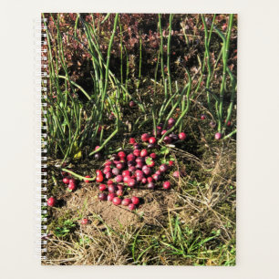 Cranberry Farm, Long Beach, Washington