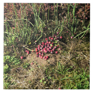 Cranberry Farm, Long Beach, Washington Fliese