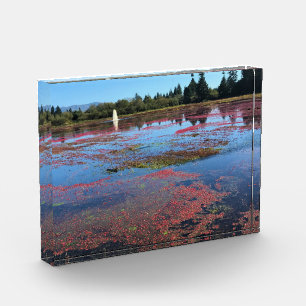 Cranberry Farm, Long Beach, Washington Fotoblock