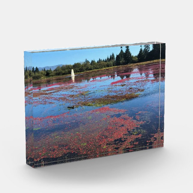 Cranberry Farm, Long Beach, Washington Fotoblock (Links)