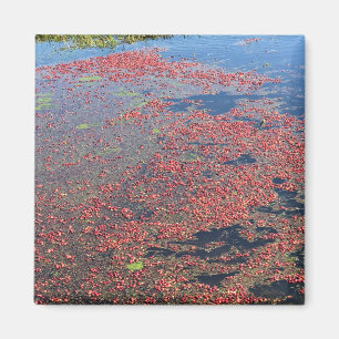 Cranberry Farm, Long Beach, Washington Magnet