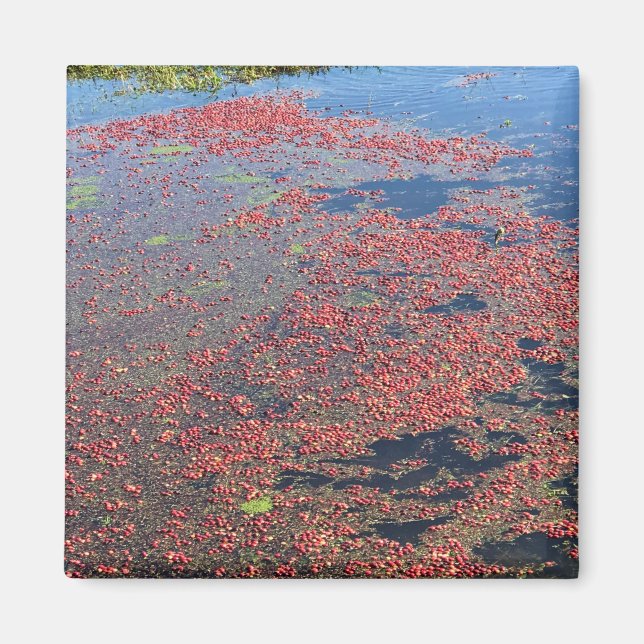 Cranberry Farm, Long Beach, Washington Magnet (Vorne)
