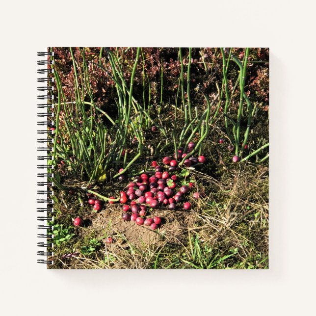 Cranberry Farm, Long Beach, Washington Notizbuch (Vorderseite)