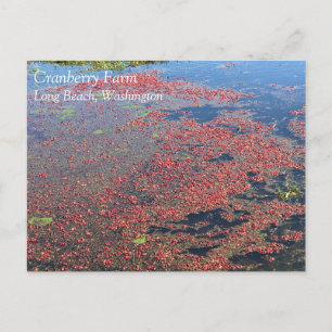 Cranberry Farm, Long Beach, Washington Postkarte