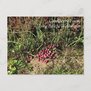 Cranberry Farm, Long Beach, Washington Postkarte