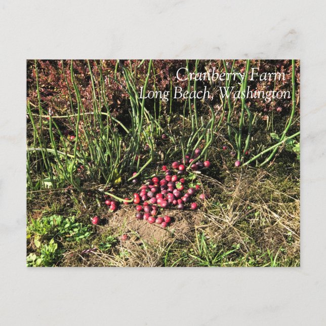 Cranberry Farm, Long Beach, Washington Postkarte (Vorderseite)