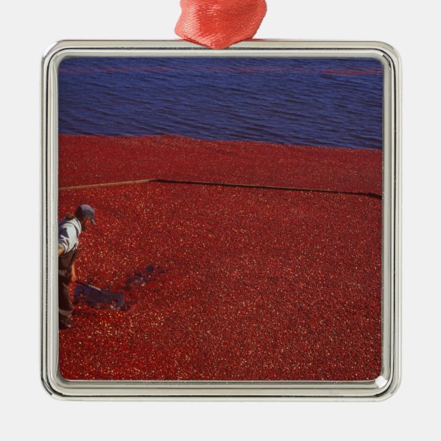 Cranberry Harvest, Middleboro, MA, USA Ornament Aus Metall (Vorne)