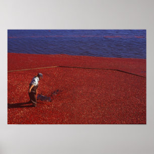 Cranberry Harvest, Middleboro, MA, USA Poster