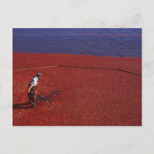 Cranberry Harvest, Middleboro, MA, USA Postkarte (Vorderseite)