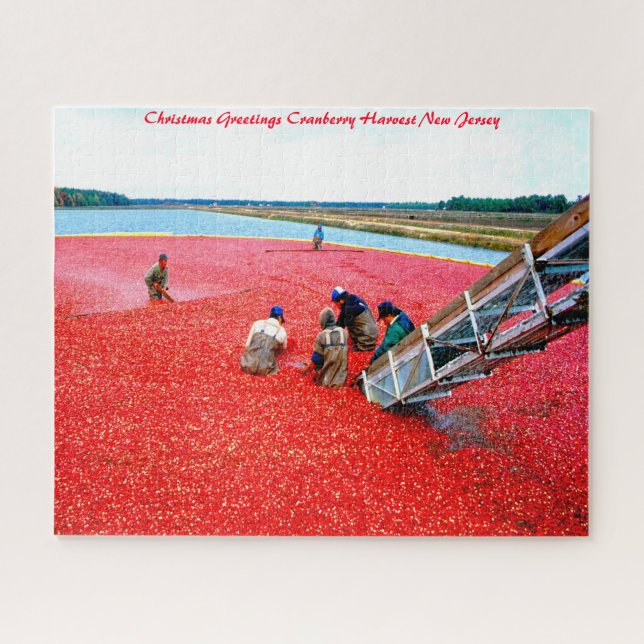 Cranberry Harvest New Jersey. (Horizontal)
