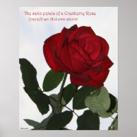 Cranberry Rose Poster 16x20 ROSE & PROSE