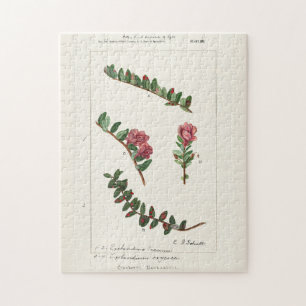 Cranberry (Vaccinium Macrocarpon)