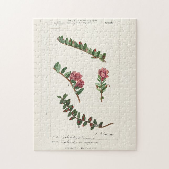 Cranberry (Vaccinium Macrocarpon) (Vertikal)
