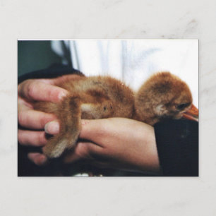 Crane Chick Postkarte