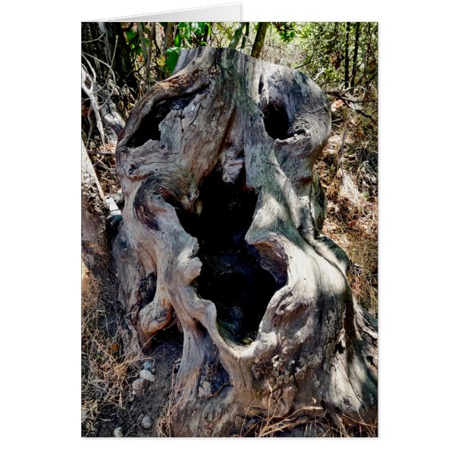 Crâne de souche d'arbre (Devant)