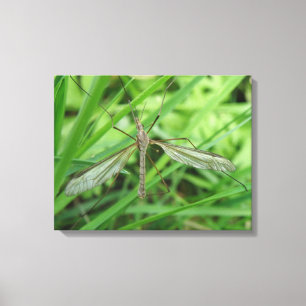 Crane Fly Canvas Print Leinwanddruck