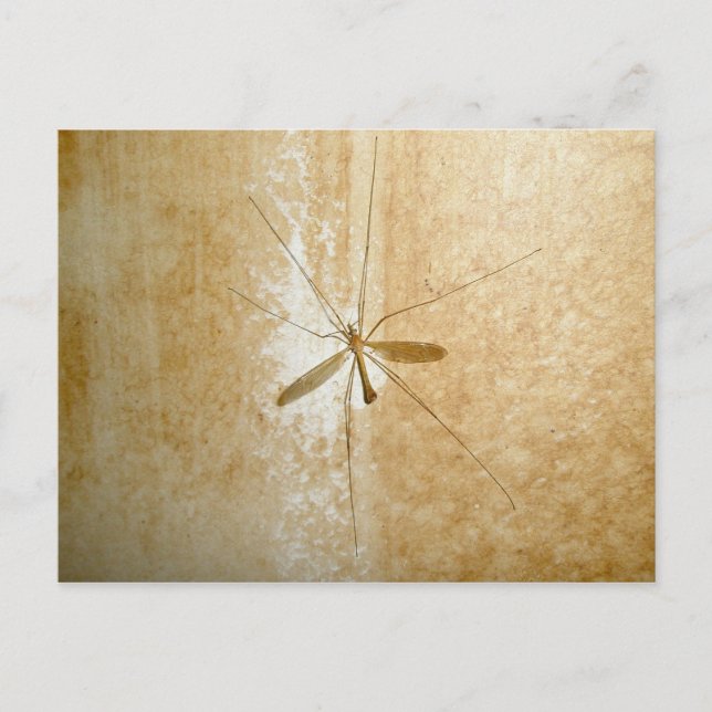 Crane Fly Postcard Postkarte (Vorderseite)