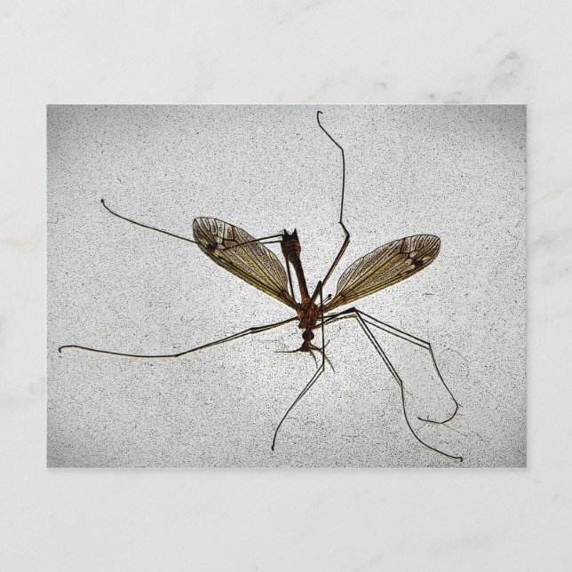 Crane Fly Postkarte (Vorderseite)