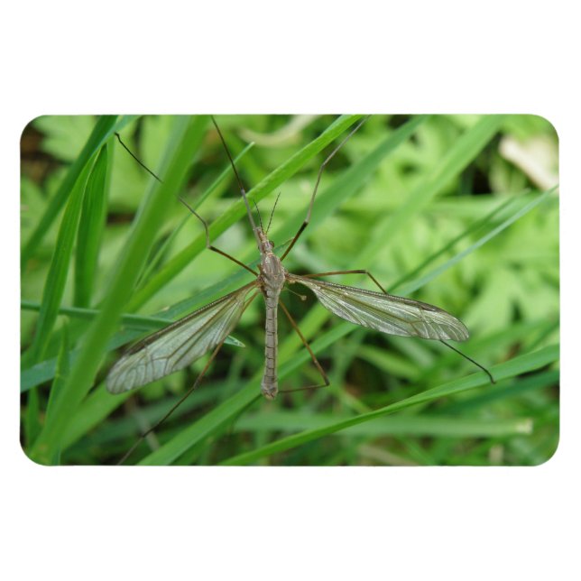 Crane Fly Premium Magnet (Horizontal)