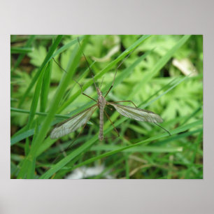 Crane Fly Print Poster