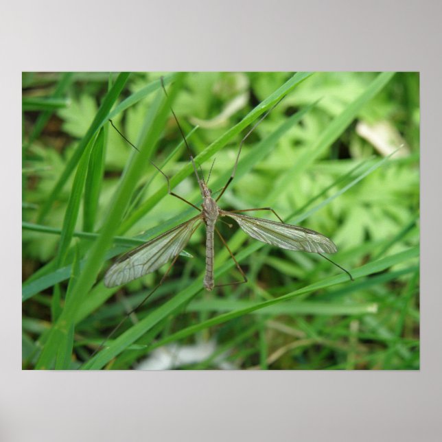 Crane Fly Print Poster (Vorne)