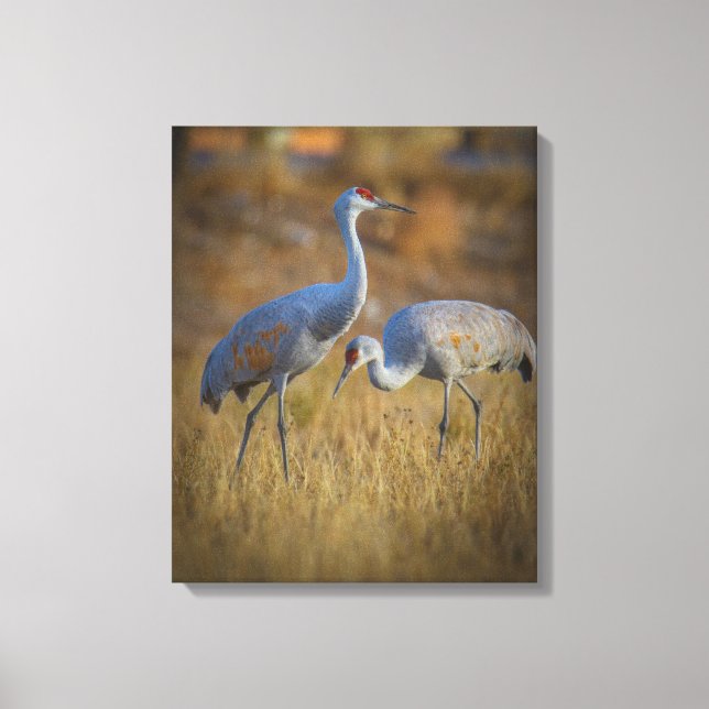 Crane Leinwanddruck (Vorderseite)