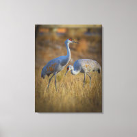 Crane