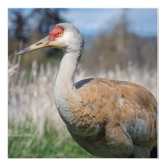 Crane View Fotodruck