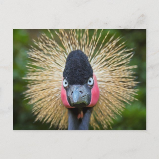 Crane-Vogelportrait Postkarte (Vorderseite)