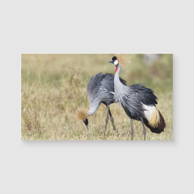 Cranes at Masai Mara Magnetkarte (Vorderseite)