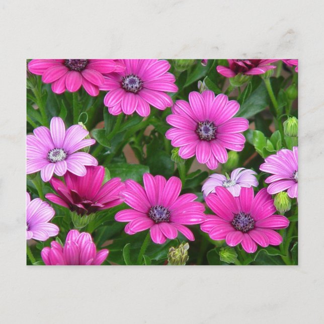 Cranesbill Geranium (rosa Blume) Postkarte (Vorderseite)