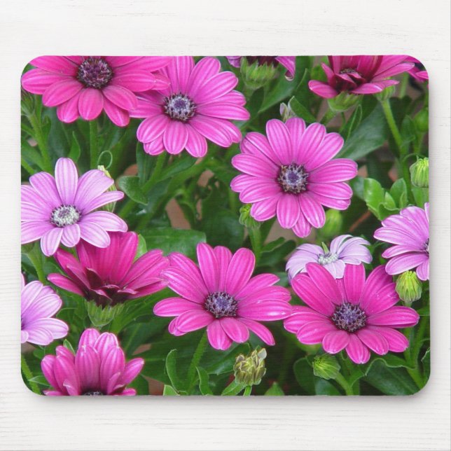 Cranesbill Pelargonie (rosa Blumen) Mousepad (Vorne)