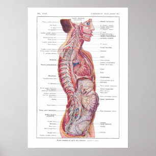 Cranial & Visceral Nerves Anatomie Poster Französi