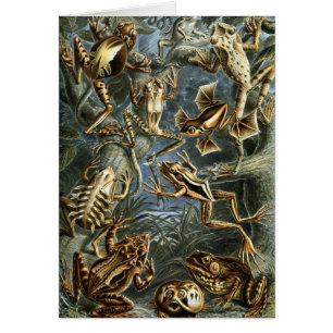 Crapauds et grenouilles vintage Batrachia par Erns