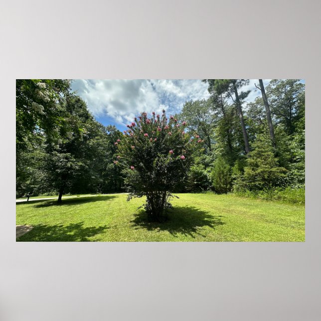Crape Myrtle Bush, Poster (Vorne)