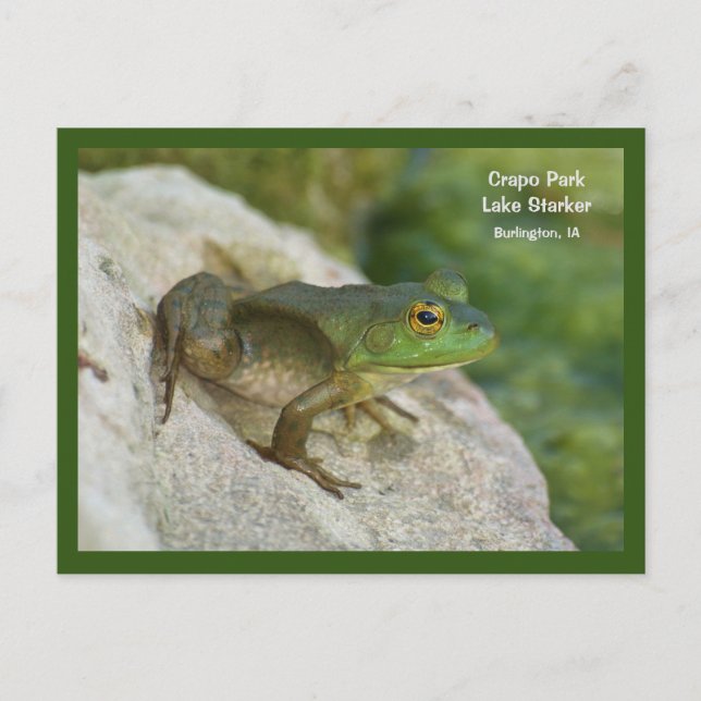 Crapo Park frog, Burlington, IA Postkarte (Vorderseite)