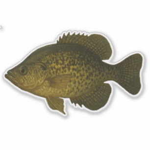 Crappie-Ausschnitt-Aufkleber Aufkleber