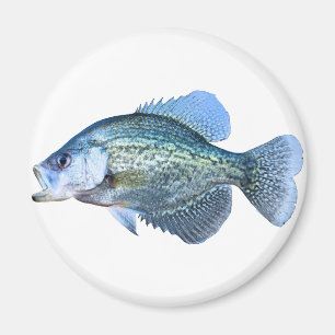 Crappie Magnet