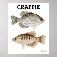 Crappie