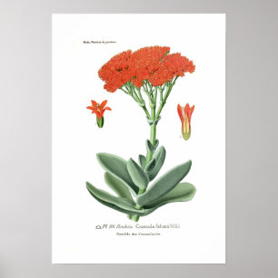Crassula falcata poster
