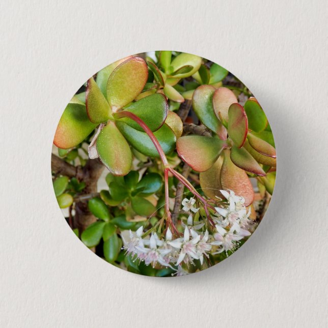 Crassula ovata Abzeichen Button (Vorderseite)