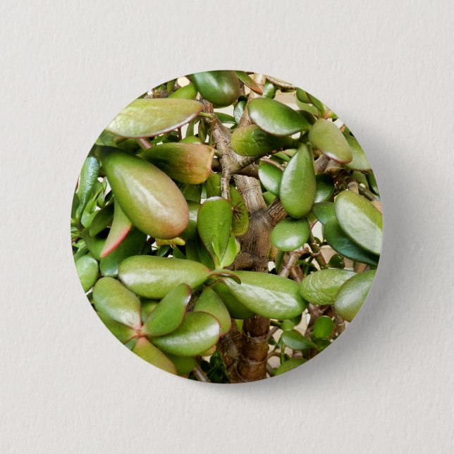 Crassula ovata Abzeichen Button (Vorderseite)